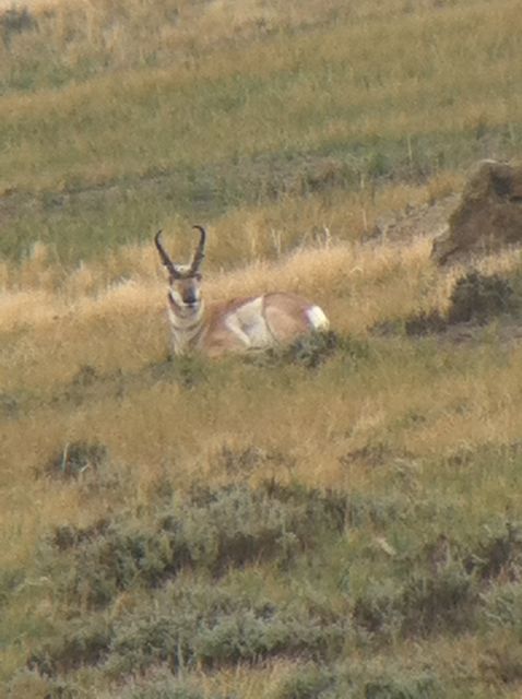 1st Antelope hunt success!