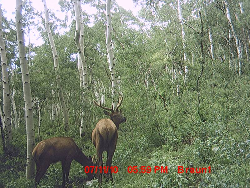 First Trail Camera Pics!!