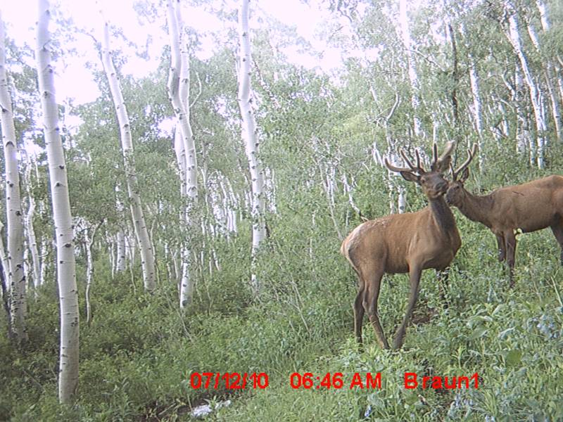 First Trail Camera Pics!!