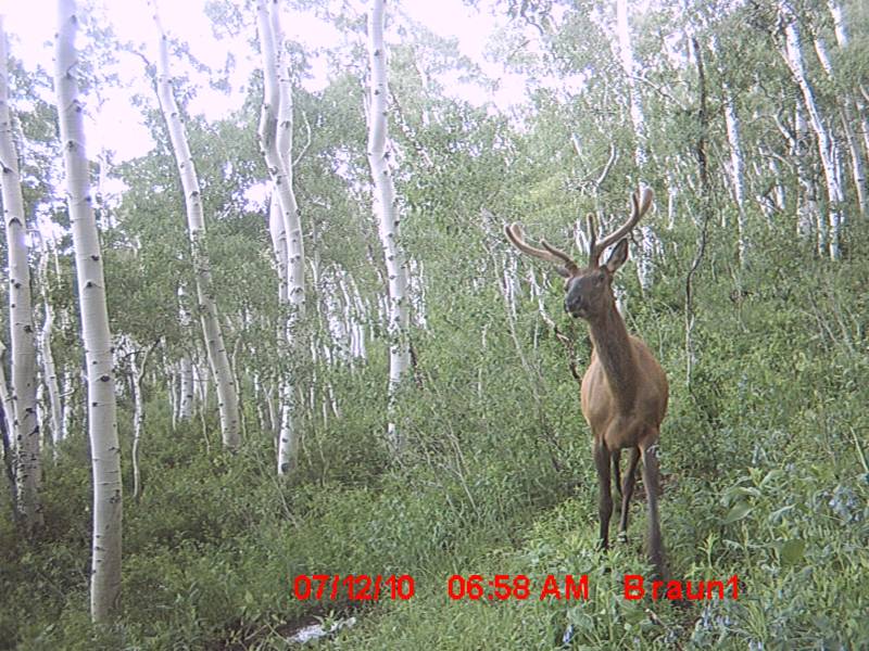 First Trail Camera Pics!!