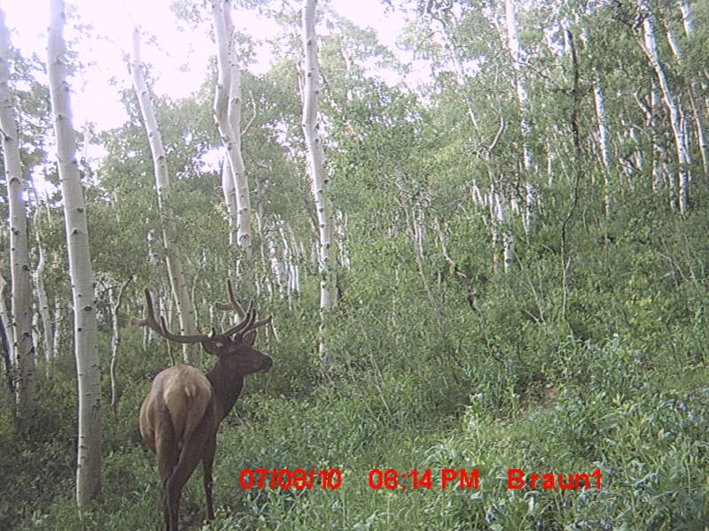 First Trail Camera Pics!!