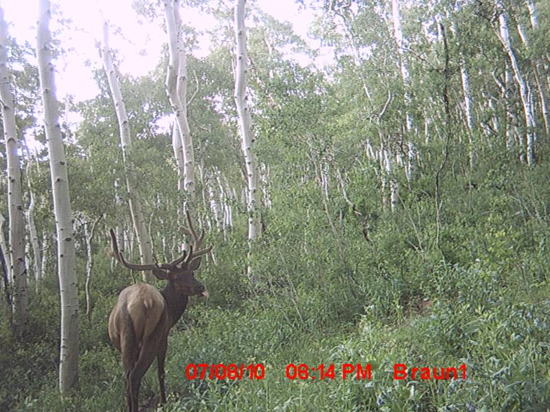 First Trail Camera Pics!!