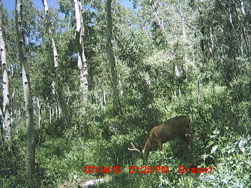 First Trail Camera Pics!!