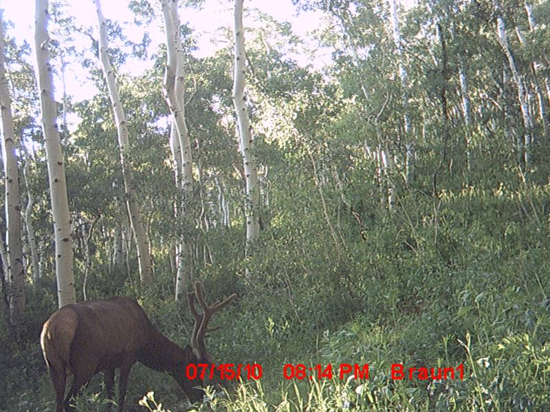 Re: First Trail Camera Pics!!