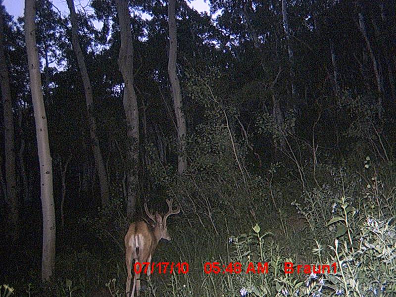 Re: First Trail Camera Pics!!