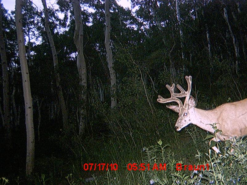 Re: First Trail Camera Pics!!