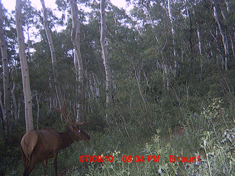 Re: First Trail Camera Pics!!