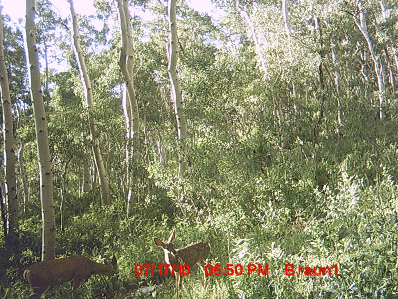 Re: First Trail Camera Pics!!