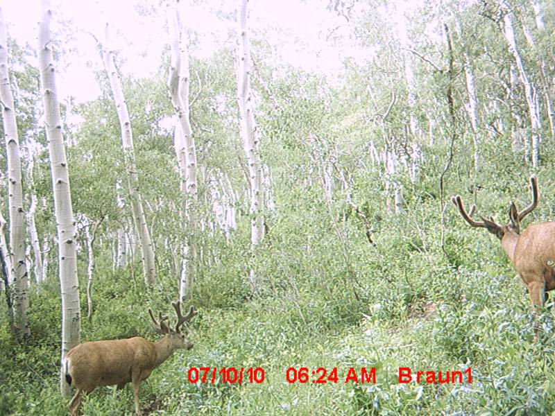 Re: First Trail Camera Pics!!