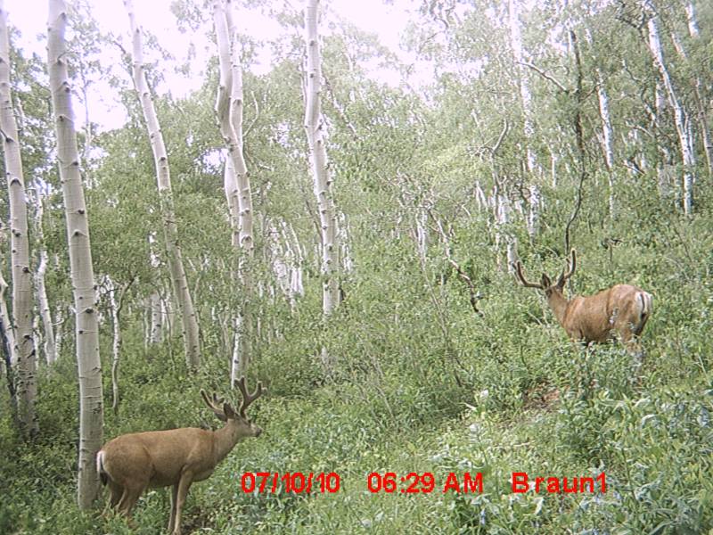 Re: First Trail Camera Pics!!