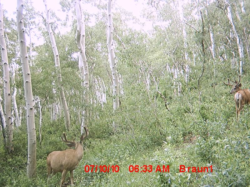 Re: First Trail Camera Pics!!