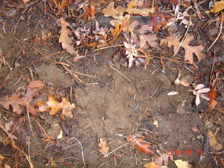 Big Buck track my wife found