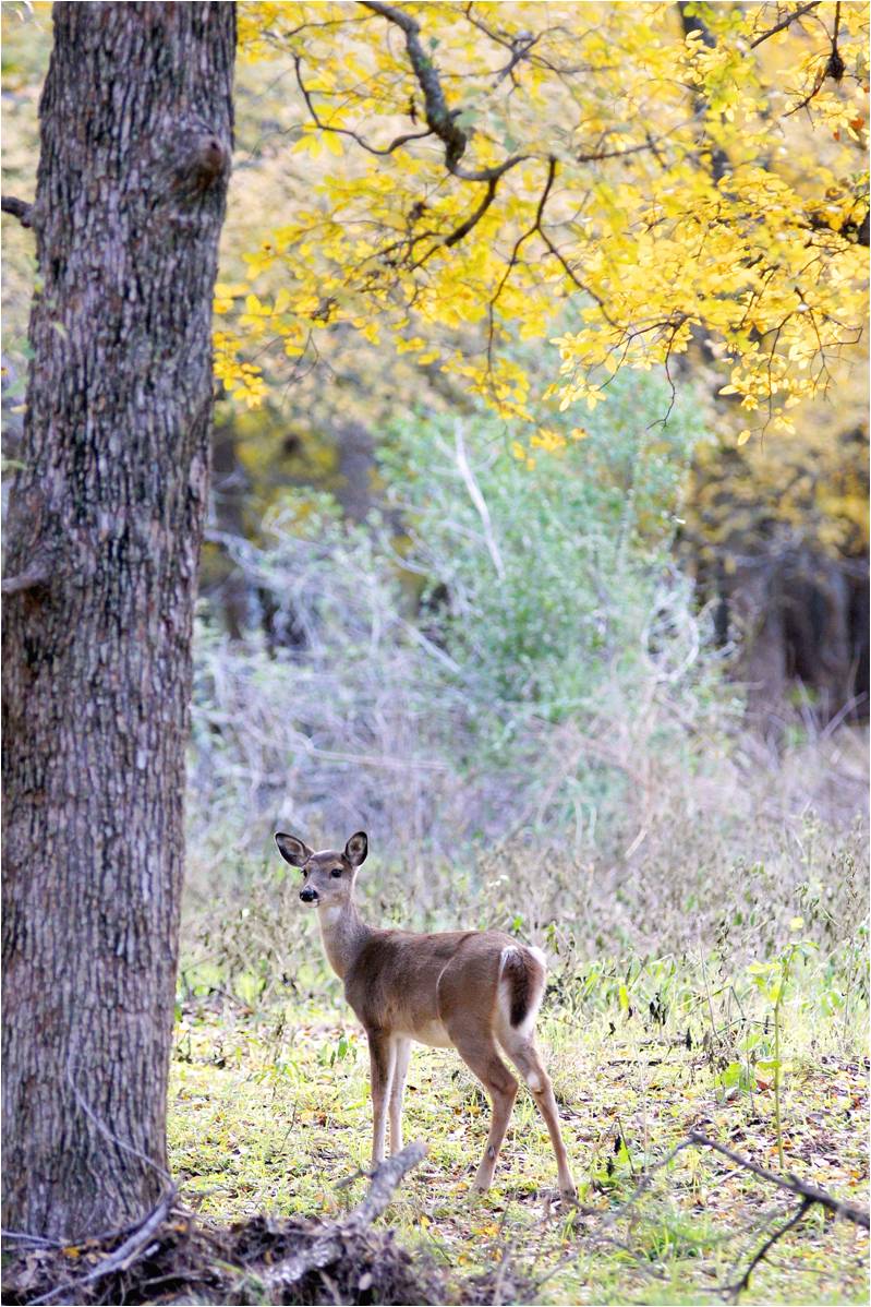 South Texas Whitetails