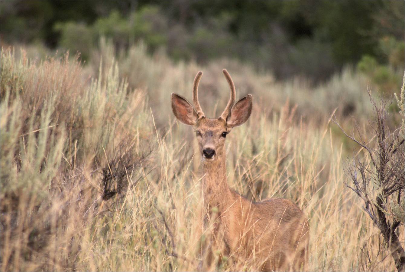 Muley Pics