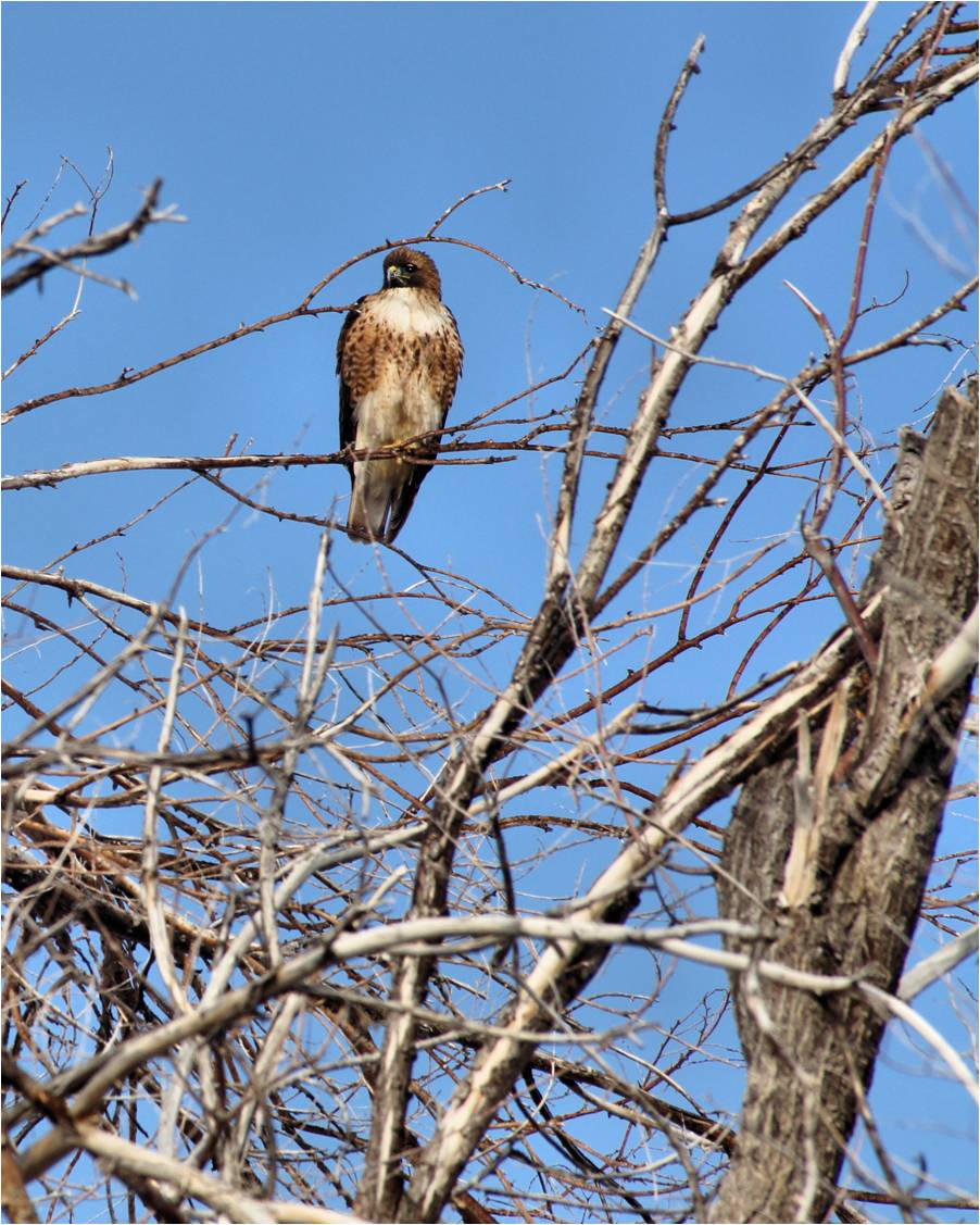 Birds of prey 1