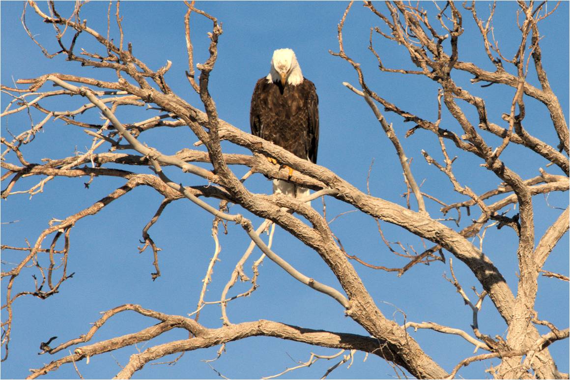 As an active military veteran I imagined this eagle saying a prayer for our troops currently in harm&#039;s way. May God keep them safe!