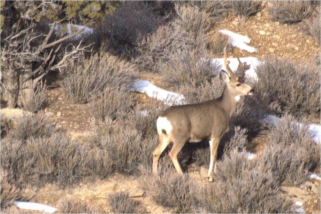 So. Utah Cactus Buck