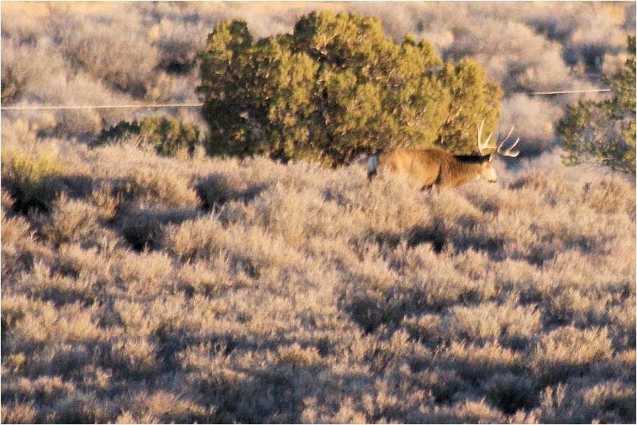 9 day Utah hunt damaging to the deer herd?