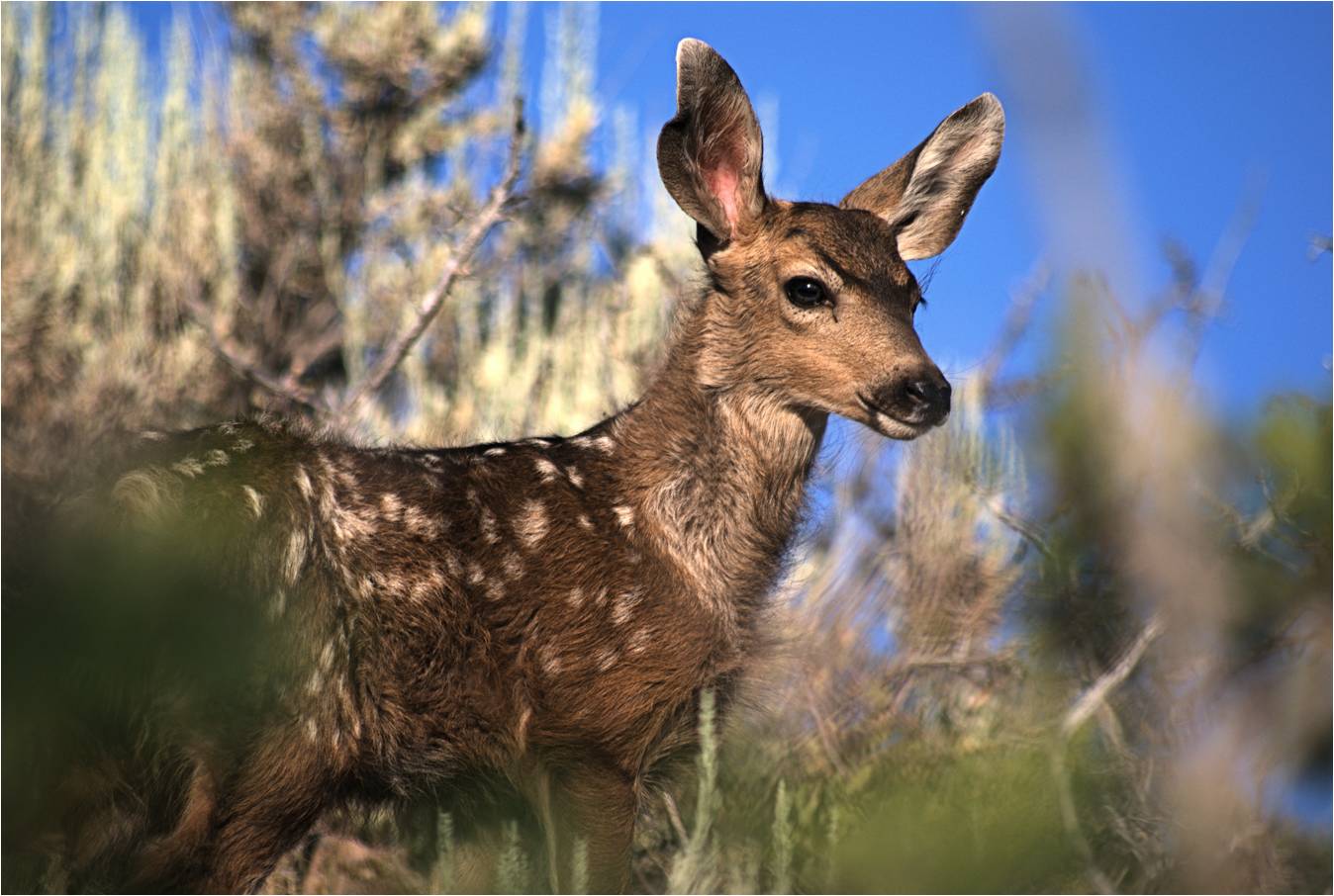 I had to be quick on the shutter with this little one before it bolted