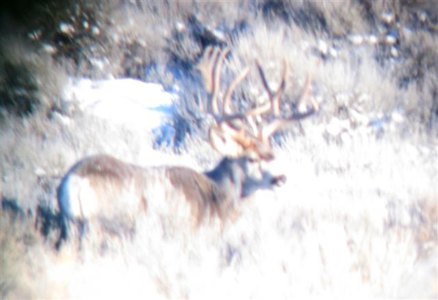 CO Winter Range Buck