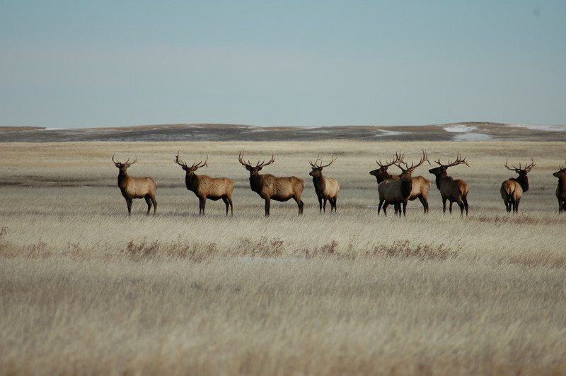 Prairie Elk