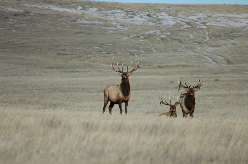 Prairie Elk