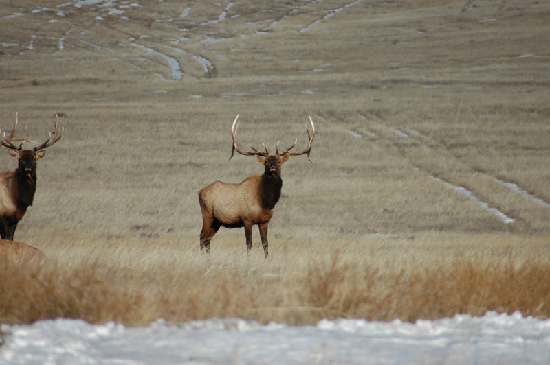 Prairie Elk