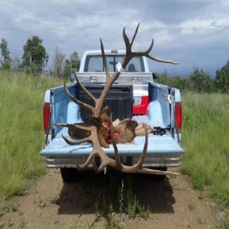 Huge American Fork Bull