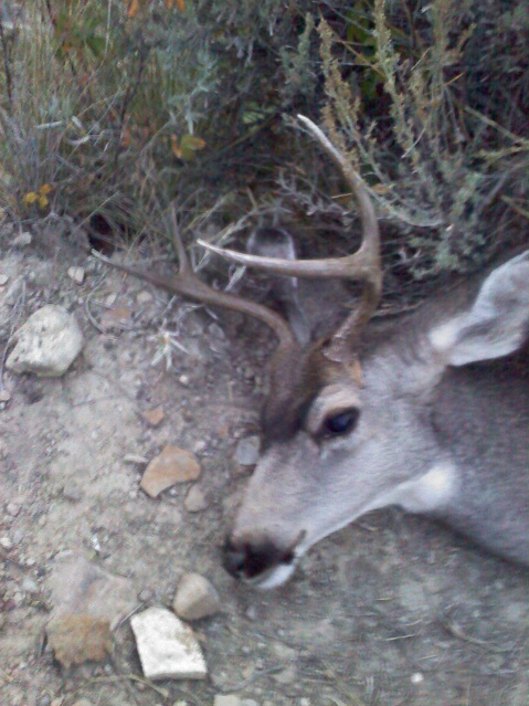 First muzzel loader buck.