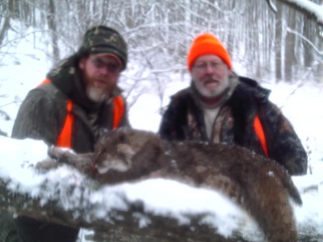 Bobcat in the snow