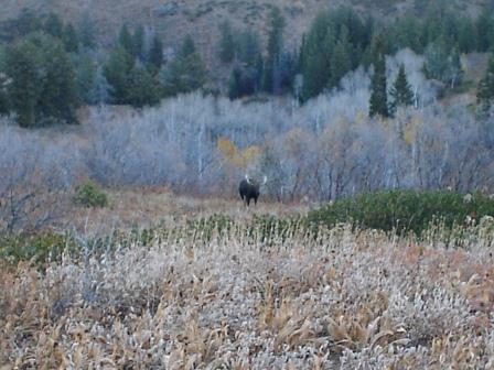 &amp;quot;Average&amp;quot; Ogden Unit Bull Moose