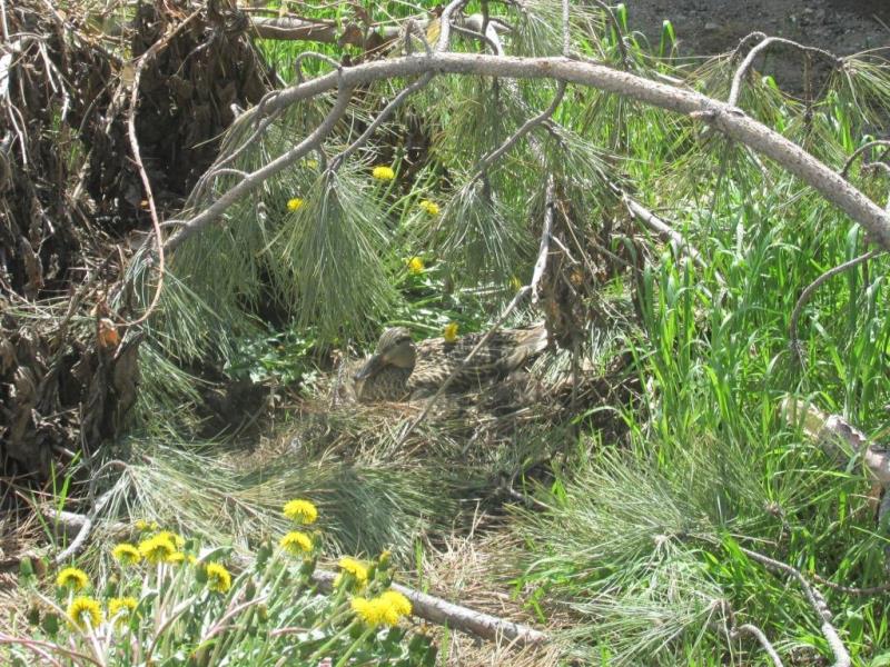 Mallard Nest