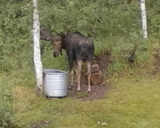 Ogden Bull