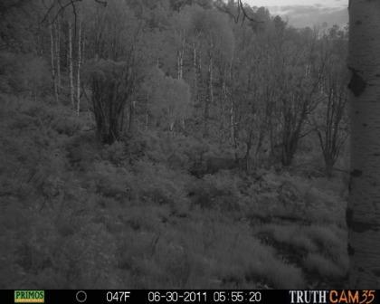 First trail cam pics this season