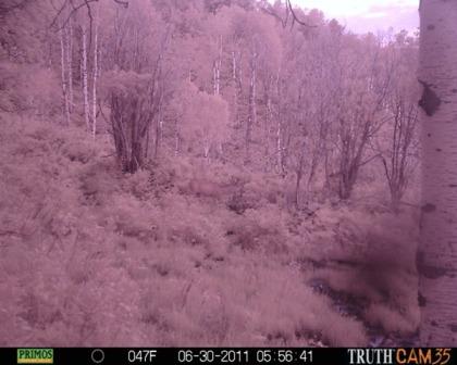 First trail cam pics this season