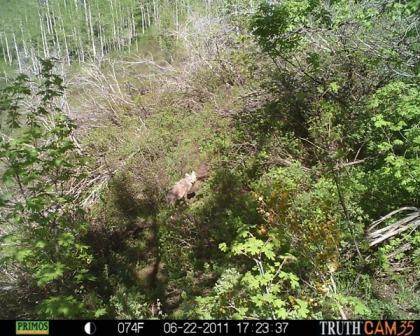 First trail cam pics this season