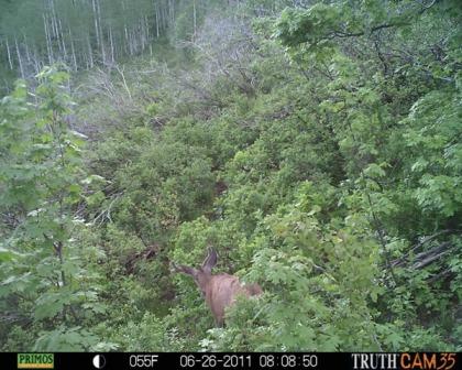 First trail cam pics this season