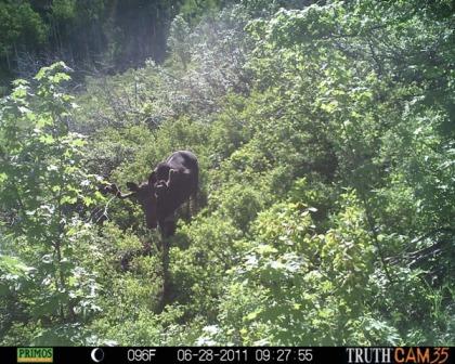 First trail cam pics this season