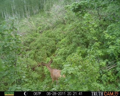 First trail cam pics this season