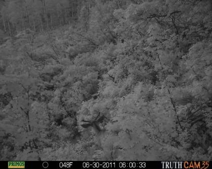 First trail cam pics this season