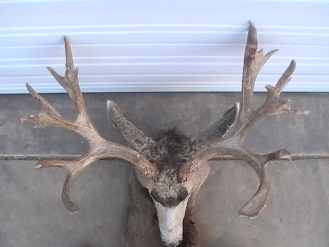 CO Monster Muley