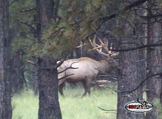 400+ Bull Elk In Velvet Video!