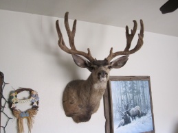 2007 Archery Buck, 31&amp;quot; wide, 194&amp;quot; Gross