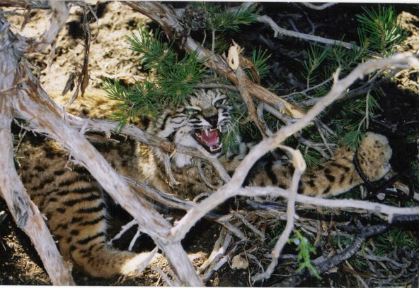 Bobcat i trapped last season