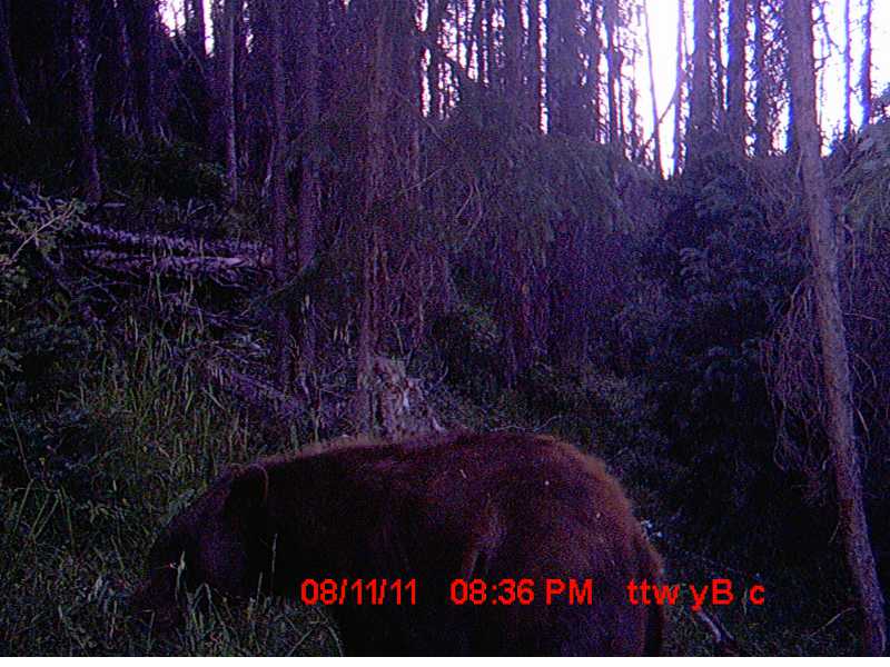 Suprise on a trail cam