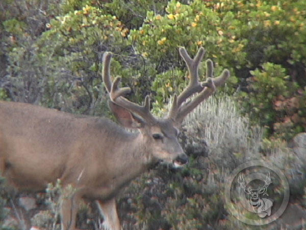 Double main beam picture (from muley madness photo section)