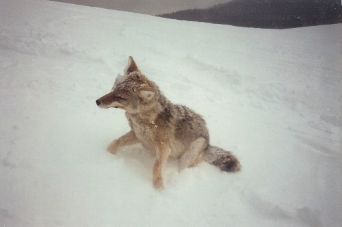 Frozen Coyote