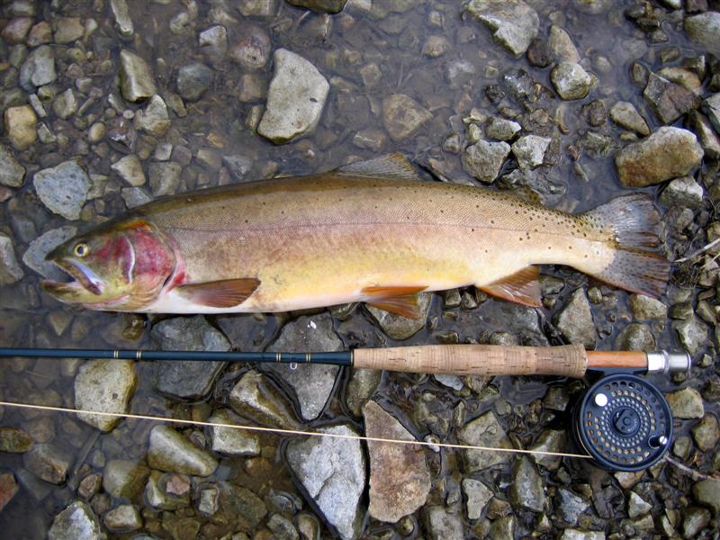 Decent Cutthroat