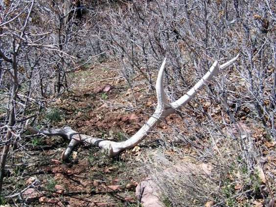 Elk Sheds