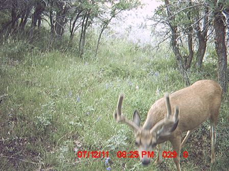 Trail Cam #1 2011